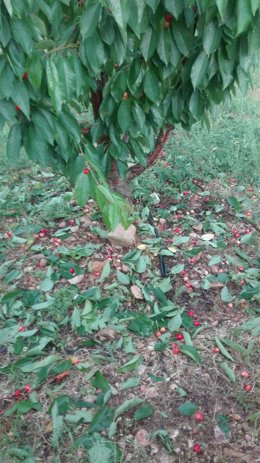 Un cerezo afectado por la tormenta caída este domingo en la Comarca de Calatayud.