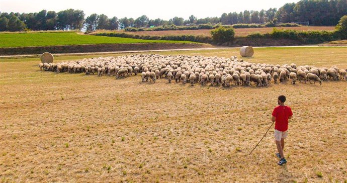 Pastor con sus ovejas en el campo