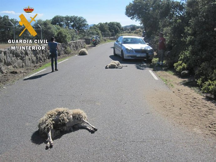 Sucesos.- Investigado por el atropello intencionado de tres ovejas en Ávila