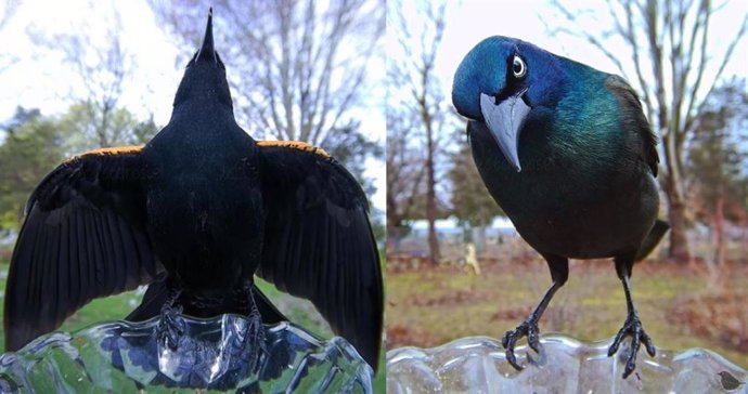 Una mujer instala una cámara en un comedero en su jardín y logra unas fotos de pájaros maravillosas