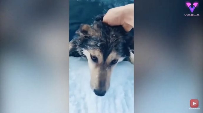 Un hombre rescata a un perro que quedó atrapado en un río congelado