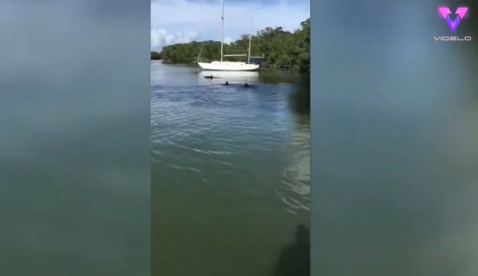 Unos bañistas confunden a un delfín con un tiburón en Florida