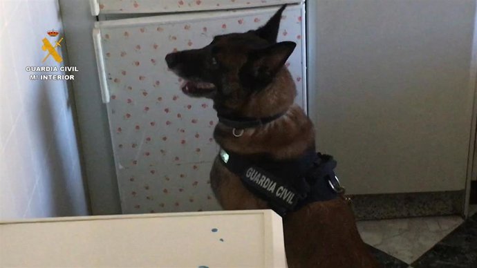 Un perro del Servicio Cinológico de la Guardia Civil que ha intervenido en la operación antidroga.