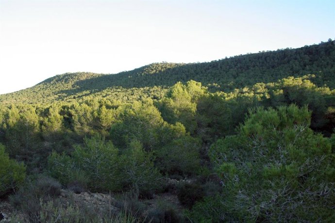 Monte valenciano