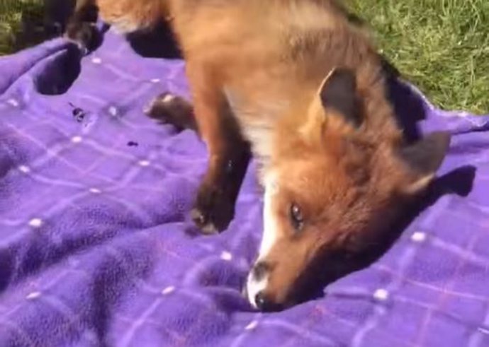 Un precioso zorro se une al picnic de una mujer para acurrucarse en su manta