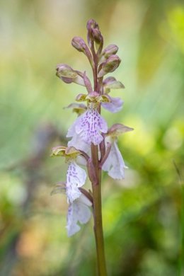Ejemplar de Orchis Cazorlensis, encontrada en els Ports (Tarragona) por Marc Aixarach y Bruno Duran