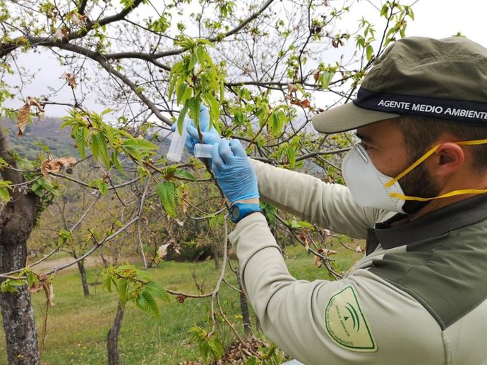 Málaga.- La Junta completa en Málaga la suelta del Torymus con 855 dosis contra 