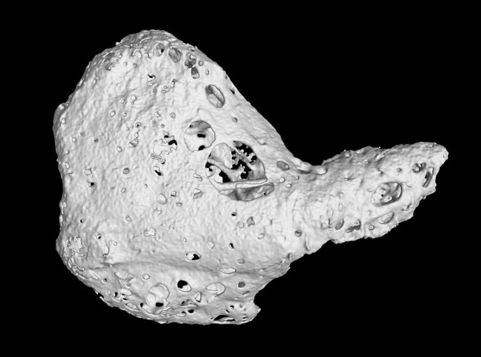 Os cordis del chimpancé