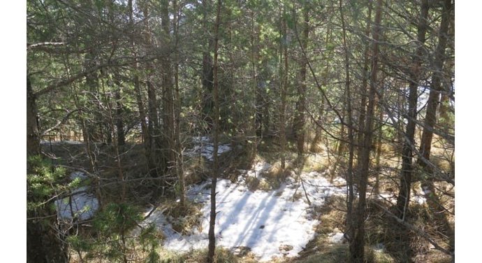Bosque joven de pino rojo, en Vallcebre, en la comarca del Bergued (Barcelona).