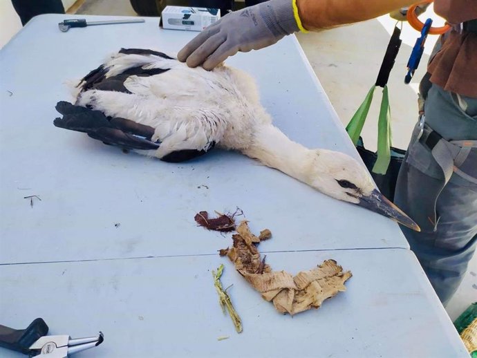 Cría de cigüeña rescatada por los bomberos