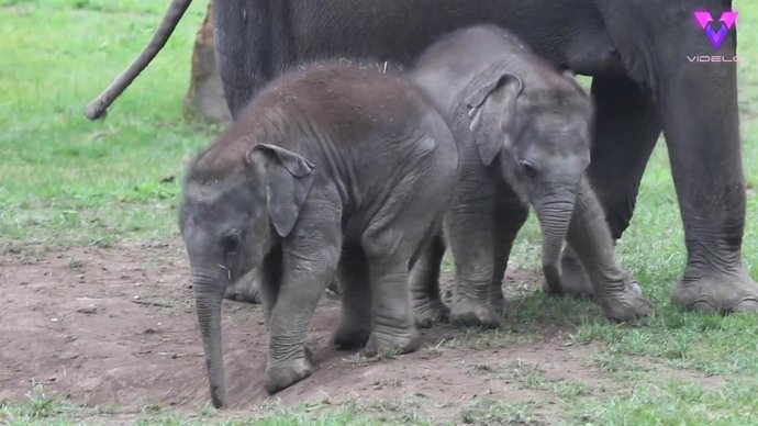 Dos crías de elefante hermanastras juegan en un zoo ajenas a la cámara que filma la escena