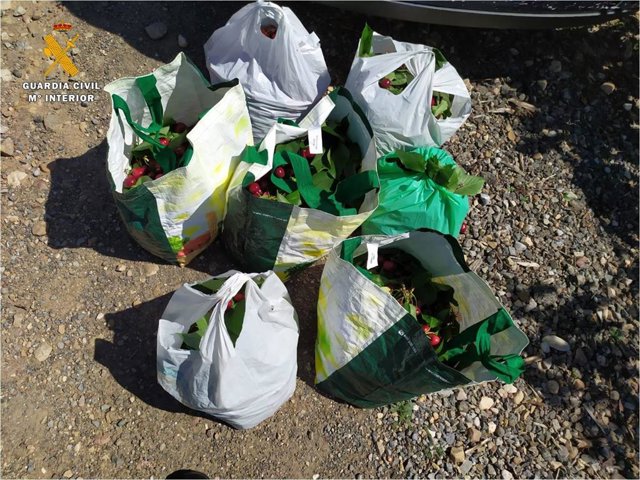 Parte de la carga de cerezas incautadas