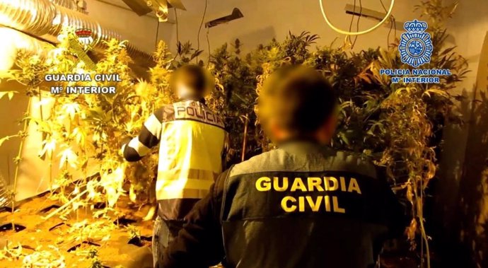 Desmantelado un centro de producción de marihuana en Albacete.