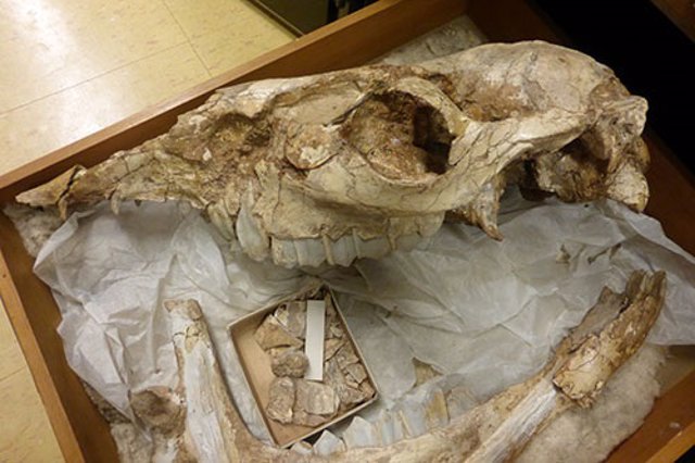 Cráneo de camelops, uno de los camélidos extintos que vivió en las sabanas de Norteamérica
