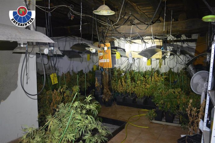 Operación de la Ertzaintza contra un grupo criminal dedicado al cultivo y tráfico de marihuana