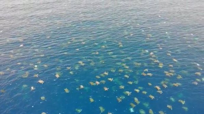 Científicos usan un dron para capturar imágenes de 64.000 tortugas verdes en la Gran Barrera de Coral