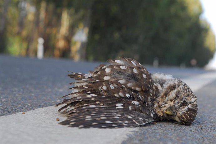 Imagen de un pequeño búho muerto en una carretera, encontrado por los investigadores durante su investigación