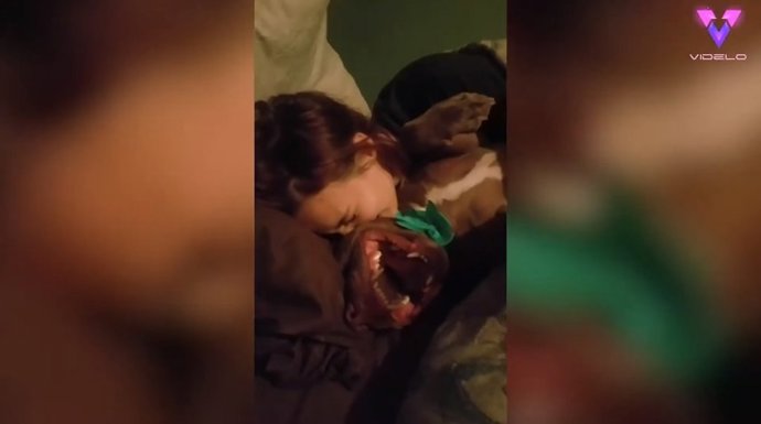 El sonido de un Pit Bull al recibir cosquillas por parte de su dueña a muchos recuerda al de un gremlin