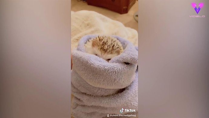 El baño relajante de este erizo es uno de los vídeos más vistos en Tik Tok con más de 9 millones de visualizaciones