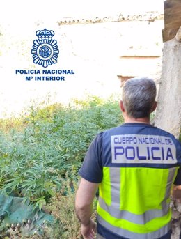 Un policía observa una de las plantaciones de marihuana desmanteladas en Córdoba.