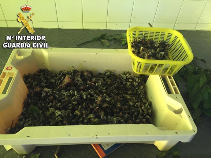 Marisco interceptado a dos furtivos en un vivero en O Morrazo.