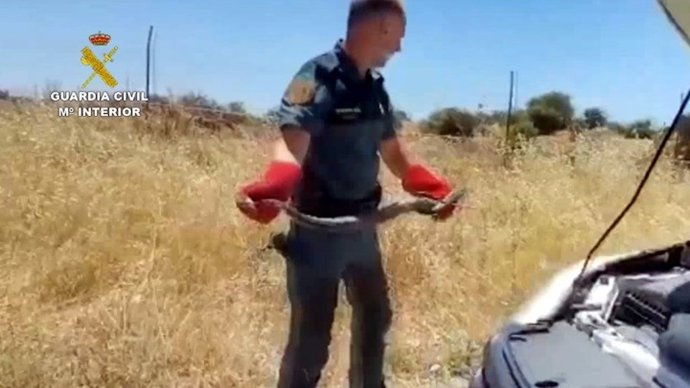 Una agente del Seprona sostiene a la culebra tras ser extraída del motor de un vehículo.