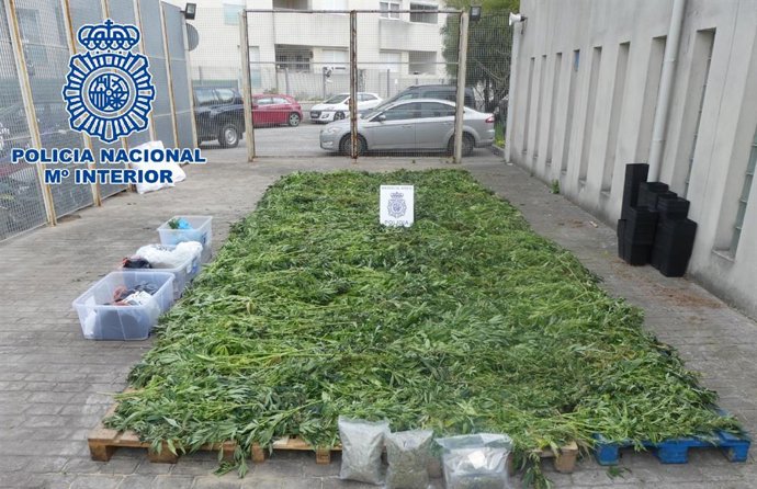 Marihuana intervenida a la organización de blanqueo de capitales