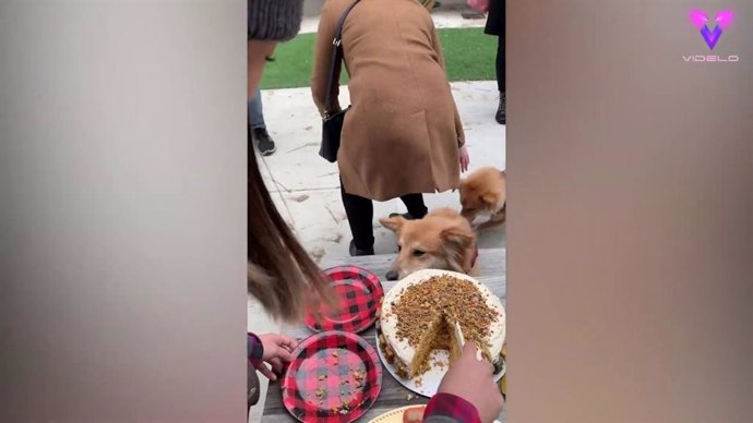 Este es el divertido momento en que un perro hambriento roba una porción de tarta de cumpleaños