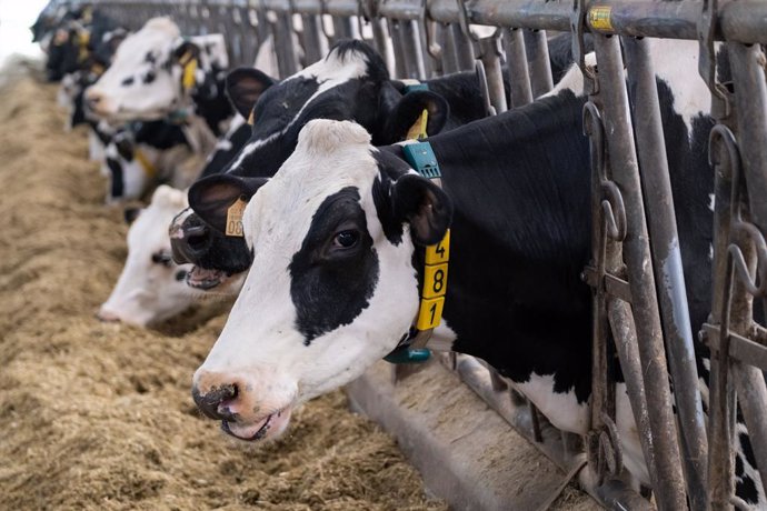 Rural.- Los ganaderos afectados por el cártel lácteo tienen un mes para presenta
