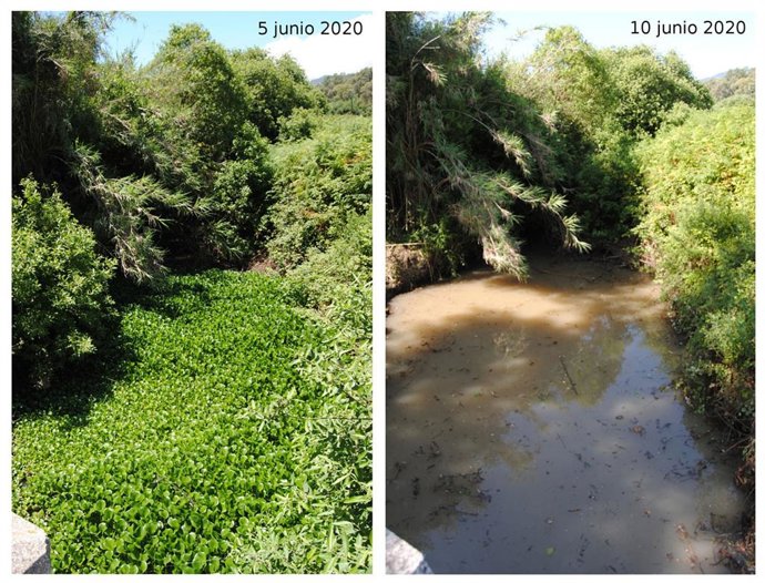Imagen del antes y después de la retirada del jacinto de agua