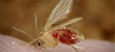 Foto: Un estudio sugiere un nuevo enfoque para reducir la propagación de las enfermedades transmitidas por mosquitos