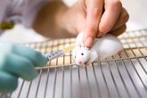 Foto: Investigadores comprueban en ratones que un análogo de vitamina A ayuda a tratar la retinopatía diabética
