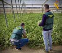 Detenido un vecino de Roquetas (Almería) por un delito de robo con fuerza en un invernadero de El Ejido