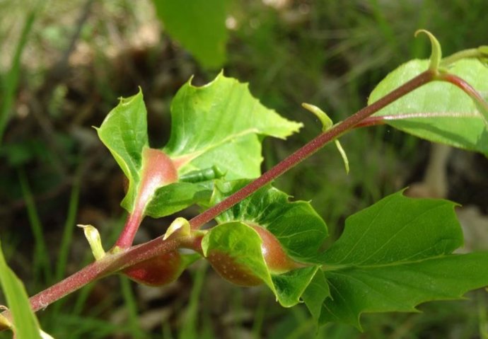 Avispilla del castaño