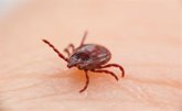 Foto: Apuntes sobre la enfermedad de Lyme, una enfermedad transmitida por las garrapatas