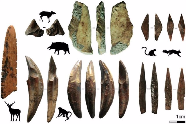 Restos óseos de especies cazadas analizadas en el estudio