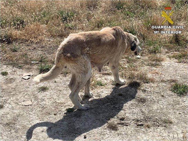 Uno de los animales en mal estado de la explotación ganadera.