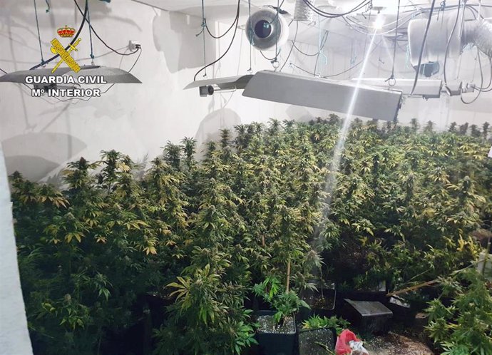 La Guardia Civil desmantela una plantación de marihuana en Roldán (Torre Pacheco)