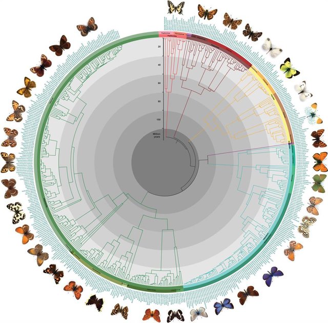 Filogenia de mariposas europeas