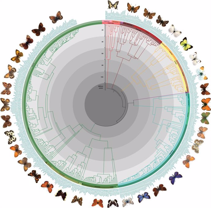 Las casi 500 mariposas europeas, relacionadas en una filogenia completa