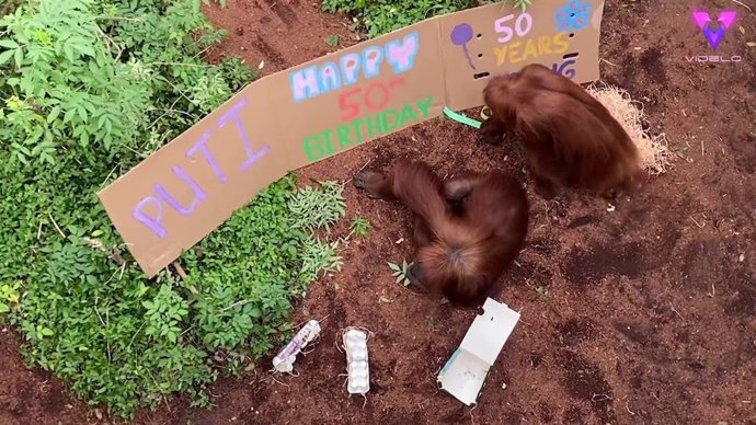 Esta orangutana del zoológico de Perth celebra su 50 cumpleaños con una fiesta