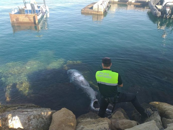Un agente custodia el tiburón hundido en la escollera de la dársena exterior del Puerto de Alicante.