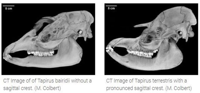 Imágenes CT de dois variedades de tapires, sin y con cresta sagital