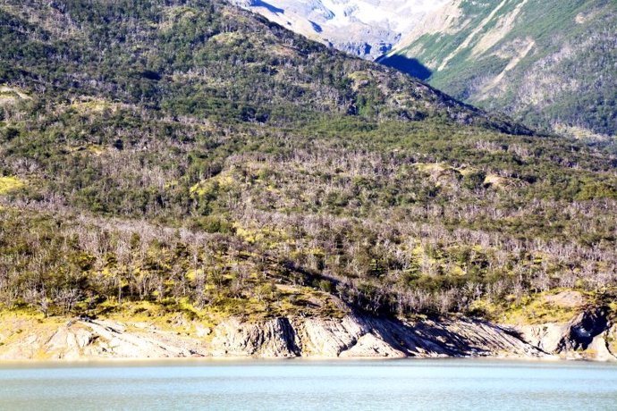 Árboles muertos y vivos de Nothofagus pumulio debido a la sequía de 2011-2012 cerca de Lago Argentino, en Los Andes de la Patagonia argentina (Santa Cruz, Argentina).