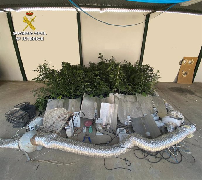Plantas de marihuana y material intervenido por la Guardia Civil en Palma del Río.