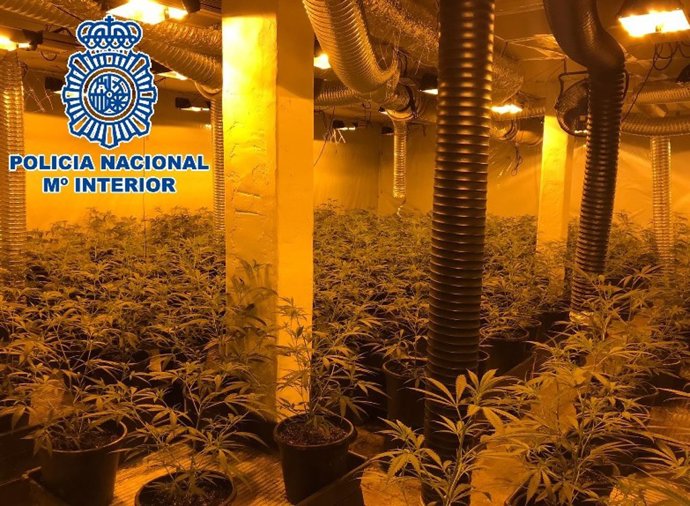 Cultivo de marihuana en Marbella