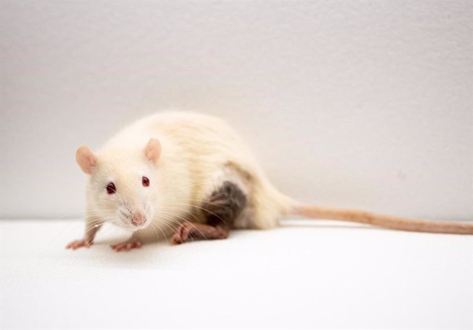 Desarrollan modelos de ratón modificados genéticamente para validar una nueva di