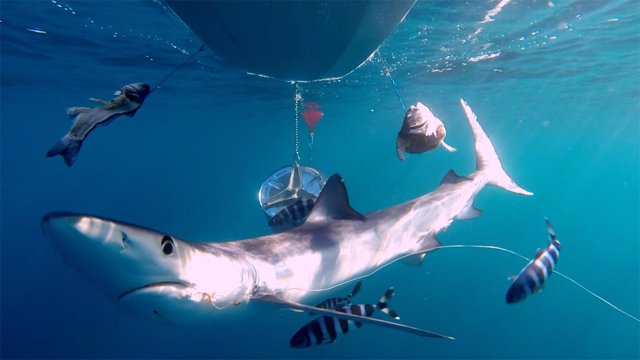 Shark Med y Fundación Marilles estudiarán el impacto de la pesca de palangre en 
