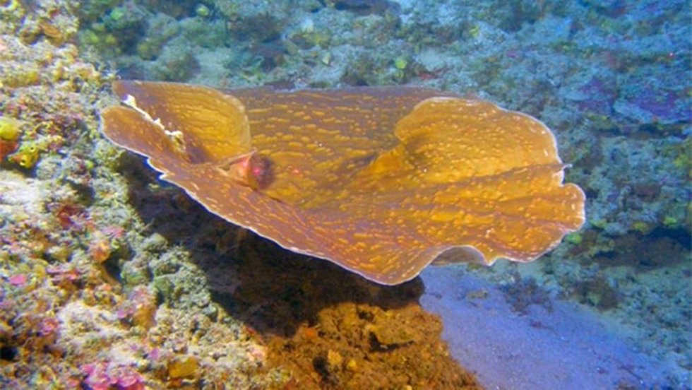 Colonia de Leptoseris en Hawai a 100 metrosde profunidad