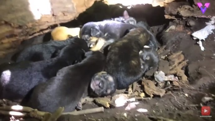 Una perra con la pata rota guía a sus rescatistas hasta sus 13 cachorros escondidos